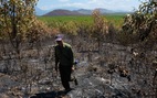 Gần 100ha rừng trồng ở Khánh Hòa bị cháy