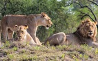 Bắt lại được 7 con sư tử lớn xổng chuồng