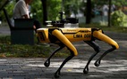Singapore đưa chó robot ra công viên nhắc người dân giãn cách xã hội