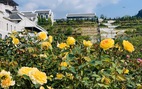 Sa Pa nhận kỷ lục thung lũng hoa hồng lớn nhất Việt Nam