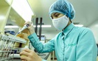 Việt Nam đã tiêm thử nghiệm vắcxin ngừa COVID-19 trên chuột