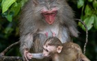 Khuyến cáo du khách không cho khỉ ăn ở bán đảo Sơn Trà
