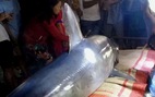 Cá mập xanh nặng 2 tạ ‘lạc’ vào sông Bến Hải rồi chết, dân tổ chức chôn cất