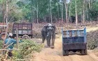 Chi hơn 3,1 tỉ hỗ trợ 127 hộ dân bị thiệt hại do voi rừng