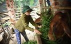 Nông dân Bình Định quyết tâm vượt qua nghịch cảnh với vốn vay từ GreenFeed