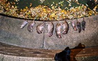 Dịch COVID-19 khiến New York bị hơn 2 triệu con chuột 'gặm nhấm'