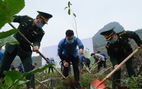 Sẽ trồng 20.000 cây xanh cho rừng đầu nguồn Quảng Nam, Quảng Ngãi
