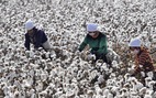 H&M bị dân Trung Quốc tẩy chay vì ngừng mua bông vải Tân Cương