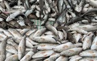 Gần 30 tấn cá nuôi lồng và cá tự nhiên chết bất thường ở ven biển Thanh Hóa