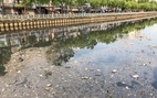 Vớt hàng chục ghe cá chết trên kênh Nhiêu Lộc - Thị Nghè