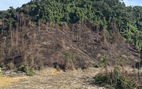Giám đốc công ty đốt thực bì gây cháy lan cây rừng: 'Chúng tôi sai!'