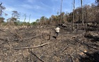 Chủ tịch Quảng Nam yêu cầu làm rõ việc đốt thực bì gây cháy cây rừng