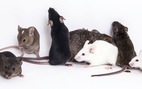 Thí nghiệm thành công khiến chuột đực sinh con