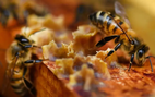Pháp cảnh báo 'Mật ong Hắc Mã', kêu gọi người dân tiêu hủy