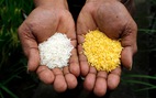 Philippines thông qua việc gieo trồng gạo vàng biến đổi gien