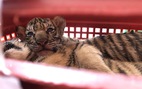 Bắt hai người chở 7 con hổ từ Hà Tĩnh qua Nghệ An bán