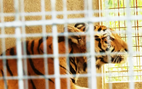 Cận cảnh 9 con hổ ở Nghệ An còn sống sau vụ ‘giải cứu’