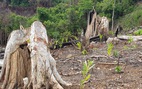 Thường trực Tỉnh ủy Phú Yên yêu cầu kiểm tra thông tin phá rừng Tuổi Trẻ Online nêu