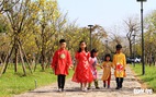 Rực sắc áo dài truyền thống trên con đường mai vàng ở Huế