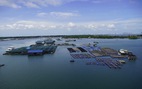 Diễn đàn 'Phát triển ngành công nghiệp thủy sản': Khai thác mãi, biển cạn cá