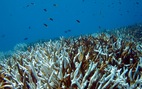 Hơn 50% số rạn san hô trên thế giới có nguy cơ biến mất vào năm 2035