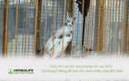 Cuộc thi ‘Lan tỏa năng lượng tích cực 2022’: Chi hàng tỉ đồng để bảo tồn chim chào mào đột biến
