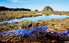 ‘Mô hình điểm’ cộng đồng bảo vệ quần thể san hô ở Phú Yên