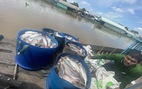 Kết quả bước đầu nguyên nhân khiến hàng trăm tấn cá chết bất thường ở làng bè Châu Đốc