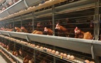 GIÁ CẢ HẰNG NGÀY 7-6: Doanh nghiệp bình ổn xin tăng giá trứng; mít và khoai lang dưới 5.000 đ/kg