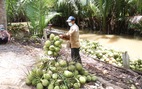 Giá dừa, giá bưởi thấp, giá xăng dầu, phân bón cao: Nông dân phải xoay xở ra sao?