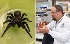 Úc sáng chế thuốc điều trị nhồi máu cơ tim từ loài nhện nguy hiểm nhất thế giới