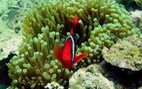 Lặn biển khám phá rạn san hô