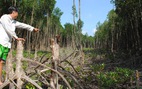 Tàn phá rừng vườn quốc gia Mũi Cà Mau