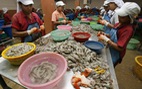 "Nô lệ" chế biến thủy sản ở Thái Lan làm việc ra sao?