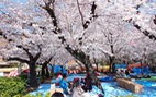  Hà Nội trồng 200 cây hoa anh đào Nhật tại công viên Hòa Bình