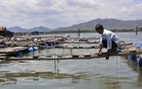Cá bè chết trên sông Chà Và, doanh nghiệp “đôi co” về thiệt hại