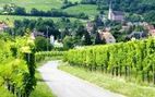 Mê hoặc con đường rượu vang vùng Alsace