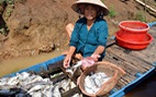 Xác định nguyên nhân cá chết ở thượng nguồn sông Sài Gòn