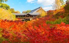 Quá tải khách đến mùa thu, ngôi đền Nhật cấm chụp ảnh