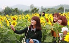 ​Ngày hội hoa hướng dương lớn nhất Việt Nam tại Nghệ An