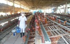 ​Thúc đẩy sản xuất phụ gia thức ăn chăn nuôi