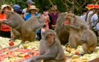 Ra Nha Trang ngắm khỉ ăn dưa hấu dịp tết Đinh Dậu
