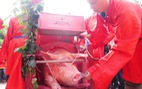 Lễ hội chém lợn: chỉ đâm son giết thịt làm cỗ bình thường
