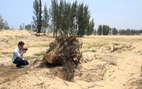 HĐND tỉnh phải giám sát việc phá rừng làm dự án