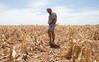 ​Nam Phi đối mặt với thảm họa hạn hán khủng khiếp nhất trong 100 năm