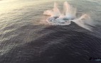 Clip cá voi lưng gù nhào lộn ngoạn mục trên biển