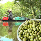 Đặc sản miền Tây: Cà na, hương vị vừa chua vừa chát, ăn rồi lại khó quên