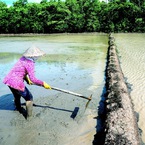 Chuyện xưa chuyện nay về nước mặn ở Đồng bằng sông Cửu Long và những dự báo