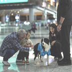 Chuyện lạ: Chó trị liệu giúp khách đỡ căng thẳng khi chờ ở sân bay