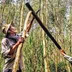 Gác kèo ong ở rừng U Minh - Kỳ 2: Bí quyết chọn trảng, gác kèo